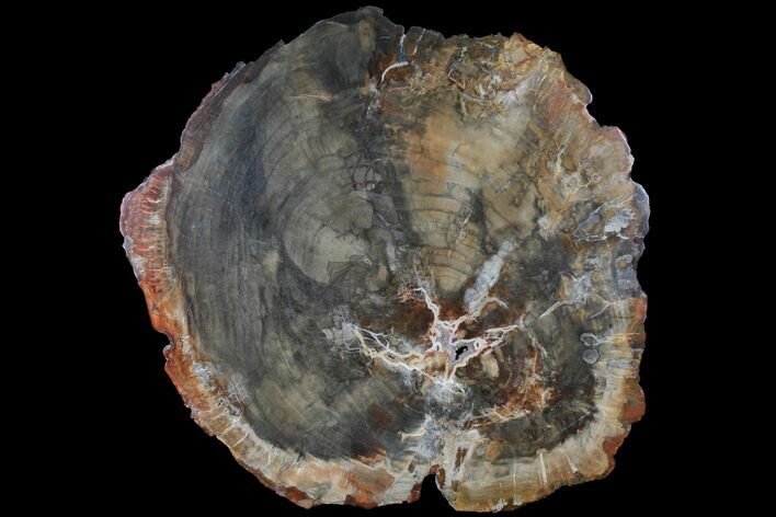 Petrified Wood (Araucaria) Slab - Madagascar #118762